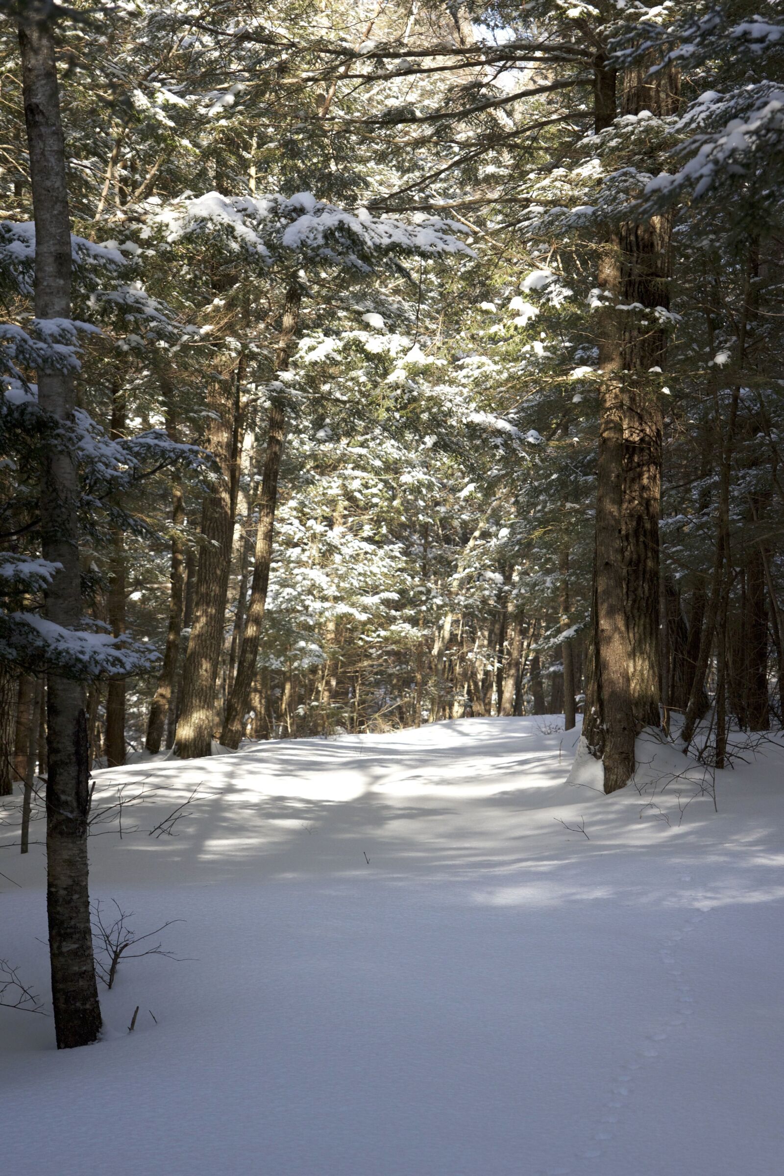 Canon EOS 550D (EOS Rebel T2i / EOS Kiss X4) sample photo. Snow tracks, forest, snow photography