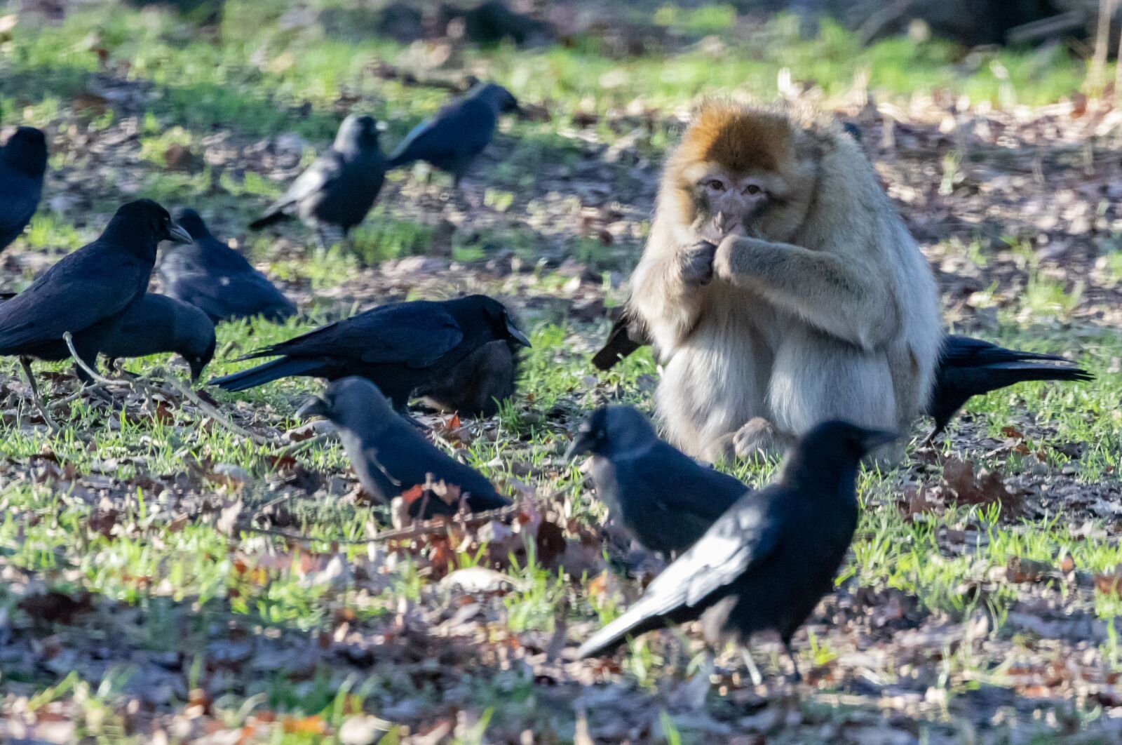 Canon EOS 7D Mark II sample photo. Barbary macaque, mature barbary photography