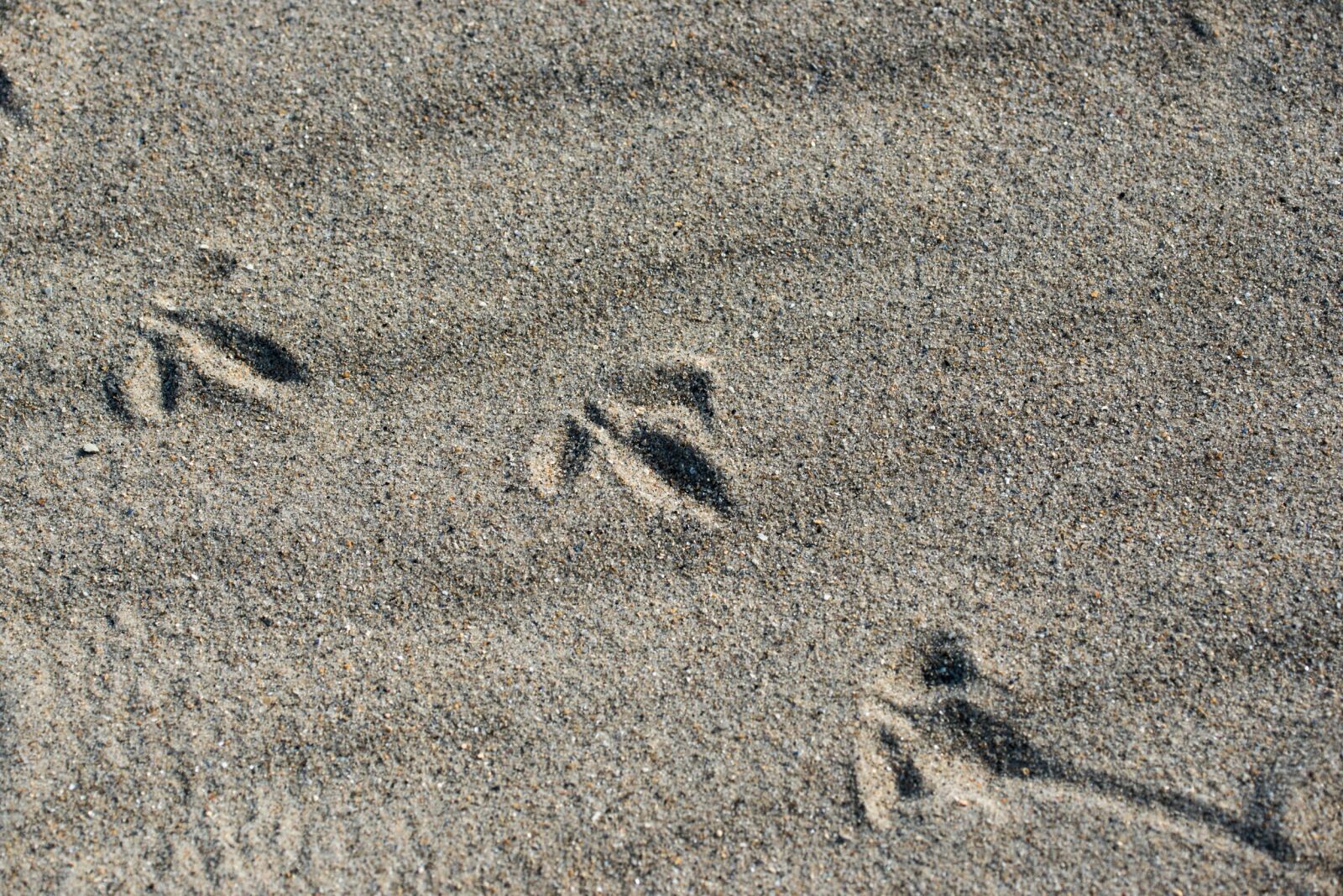 Nikon D800 sample photo. Bird, tracks in the photography