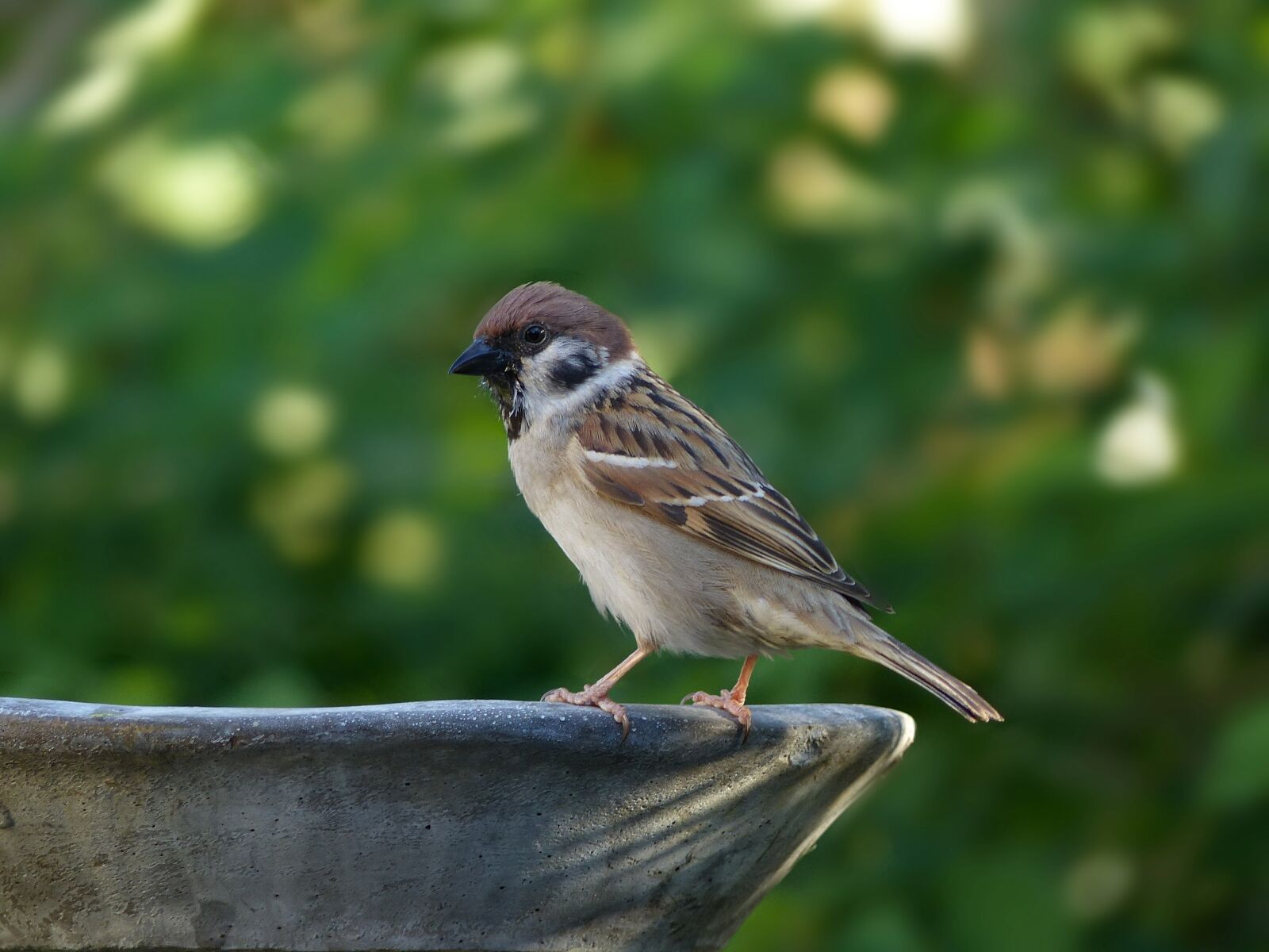Panasonic Lumix DMC-FZ200 sample photo. Animal, bird, sparrow photography
