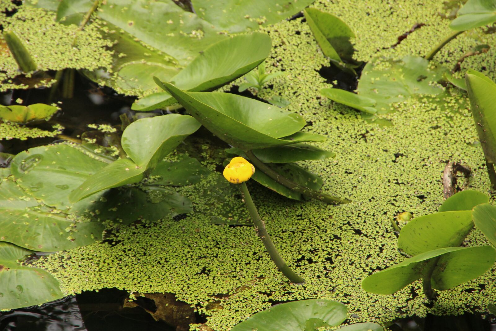 Canon EOS 600D (Rebel EOS T3i / EOS Kiss X5) sample photo. Swamp, moor, nature reserve photography