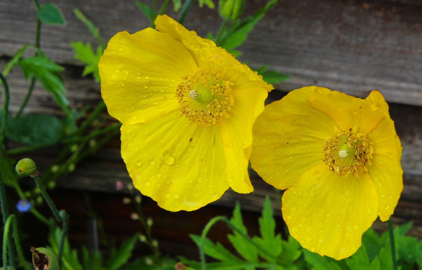 Canon EOS 700D (EOS Rebel T5i / EOS Kiss X7i) + Tamron 16-300mm F3.5-6.3 Di II VC PZD Macro sample photo. Yellow flowers, welsh poppy photography