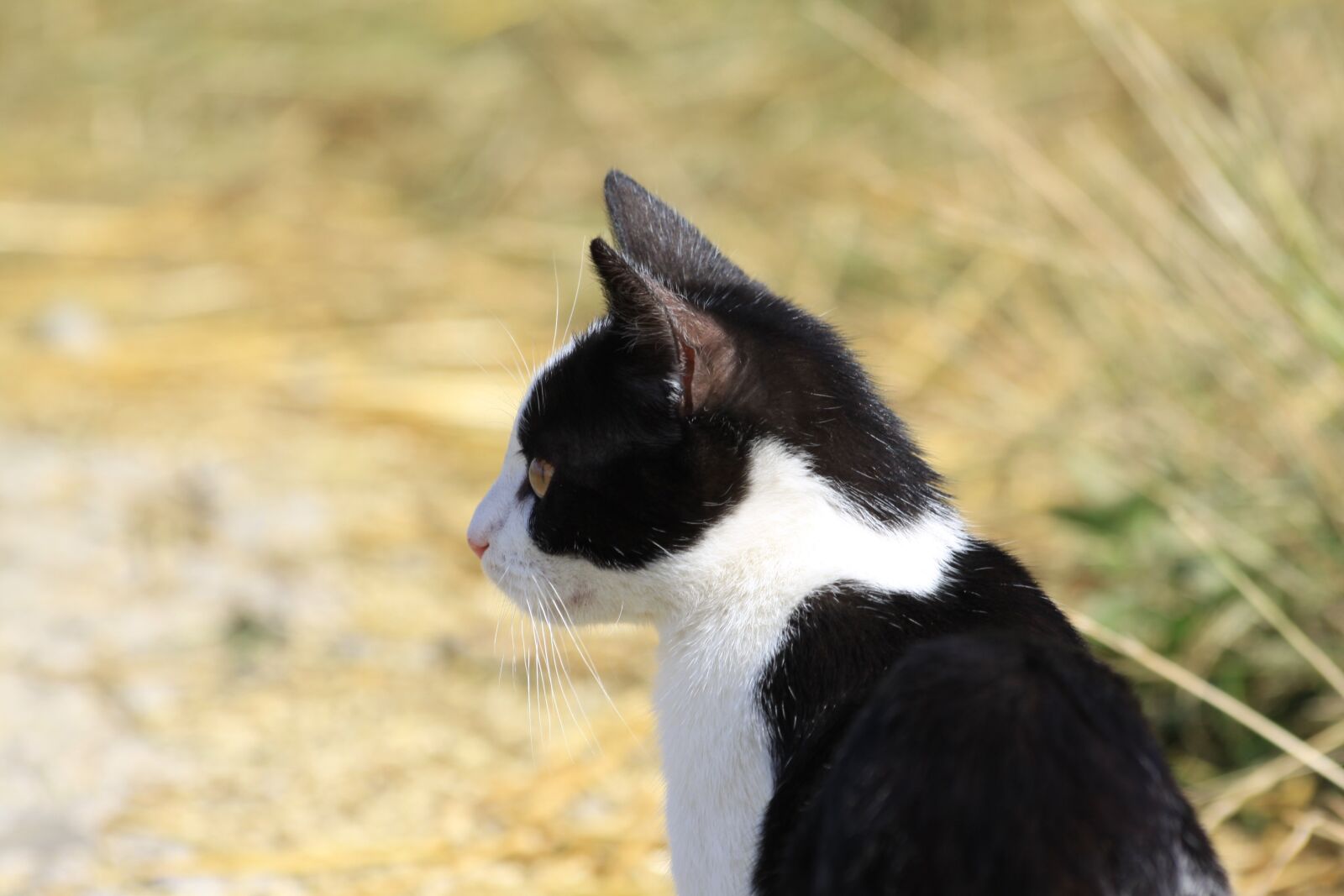 Canon EOS 50D sample photo. Cat, feline, domestic animal photography
