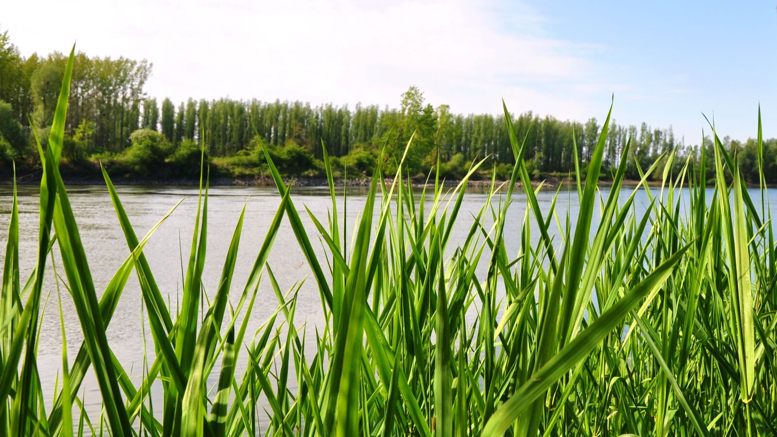 Nikon D90 sample photo. River, nature, summer photography