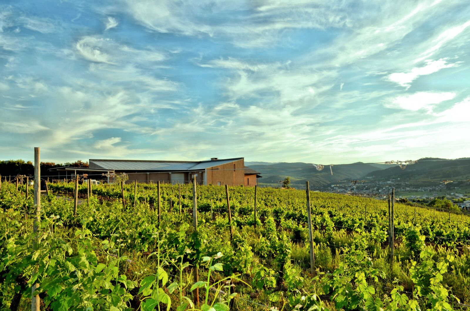 Nikon D5100 sample photo. Vineyard, strain, vine photography