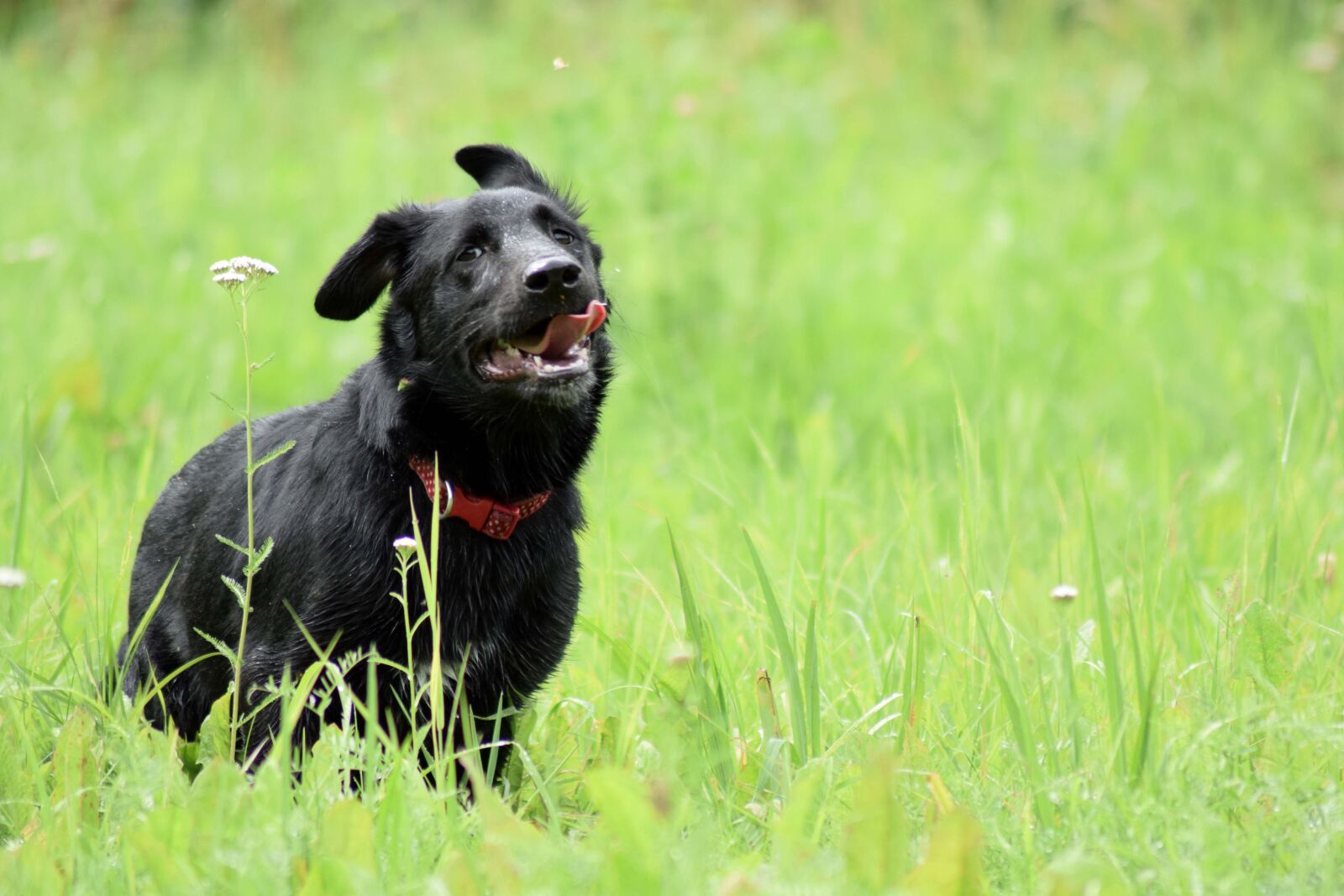Nikon D3300 sample photo. Dog, black, puppy photography