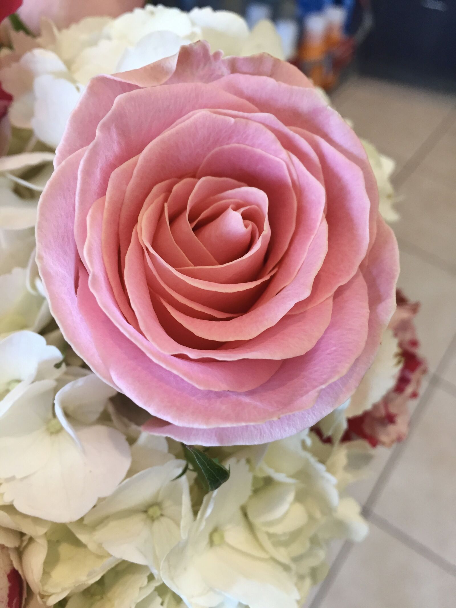 Apple iPhone 6 sample photo. Rose, flower, romantic photography