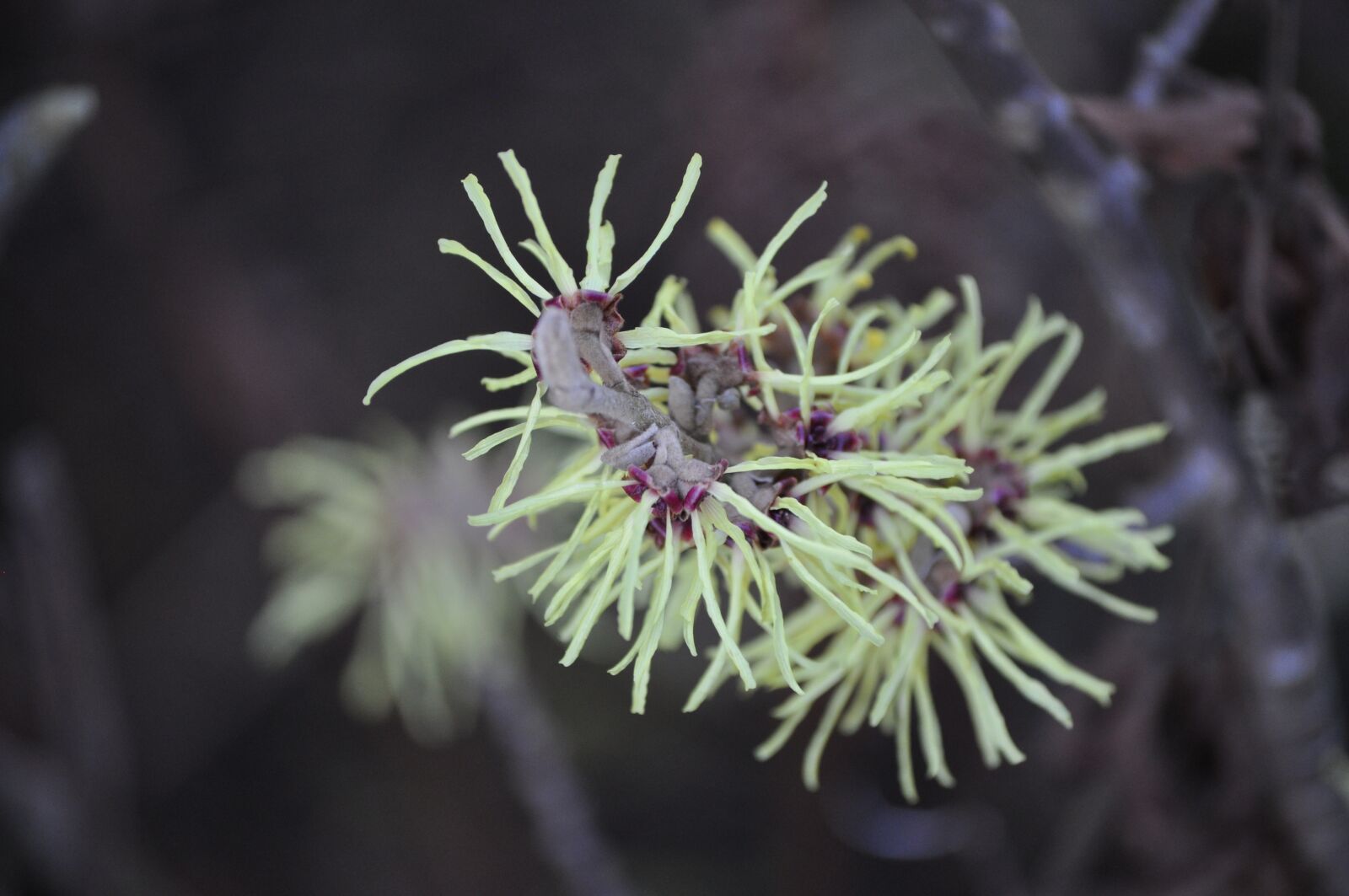 Nikon D5000 sample photo. Tree, nature, plant photography