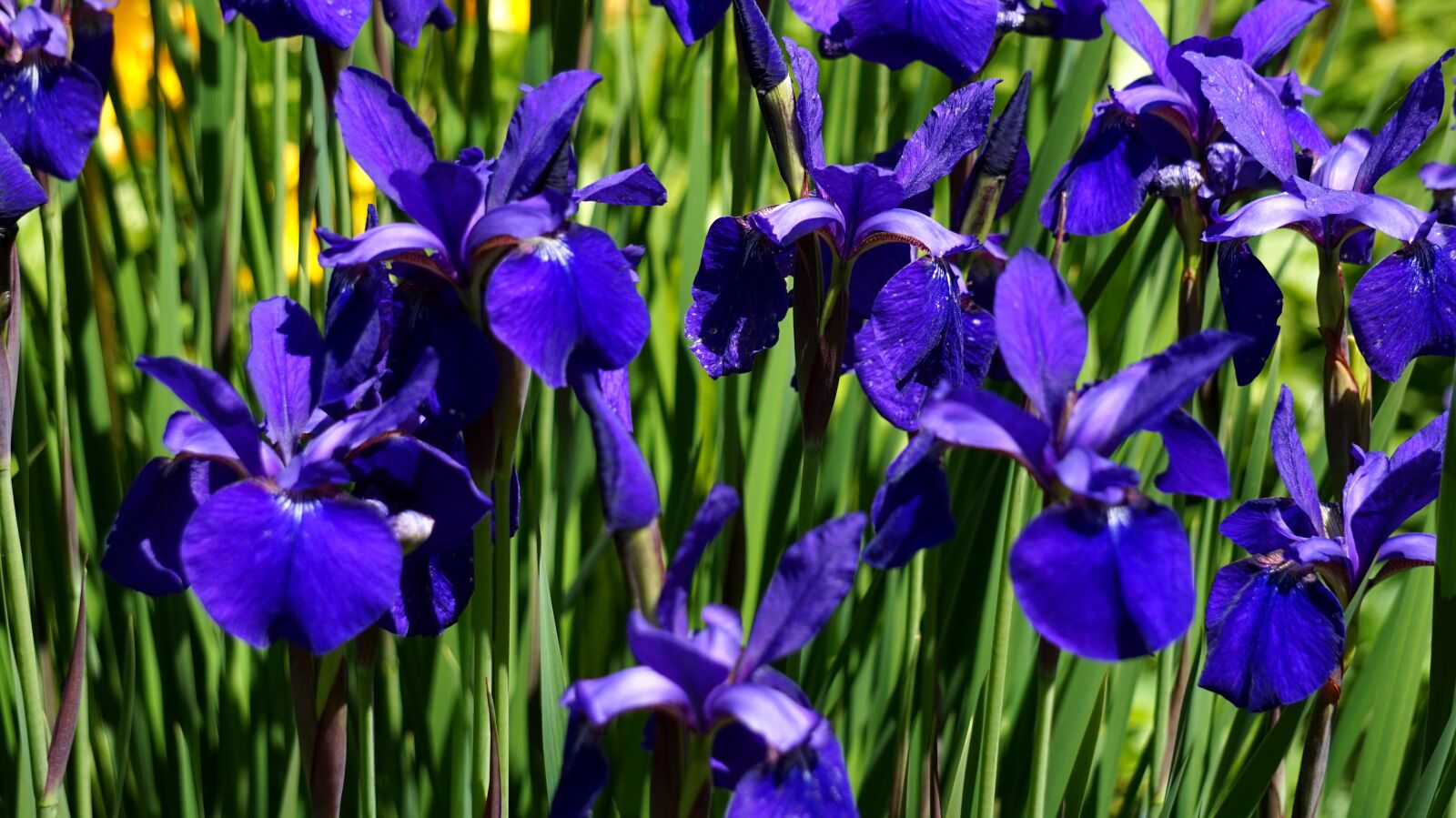 Sony Alpha a5000 (ILCE 5000) + Sony E 55-210mm F4.5-6.3 OSS sample photo. Lily, flower, blue photography