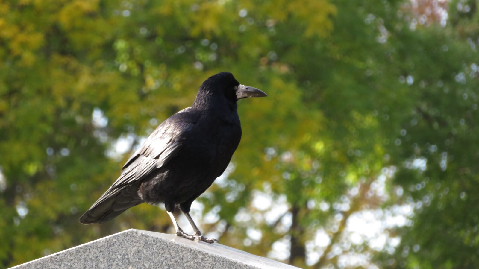 Canon PowerShot SX720 HS sample photo. Crow, stone, cemetery photography
