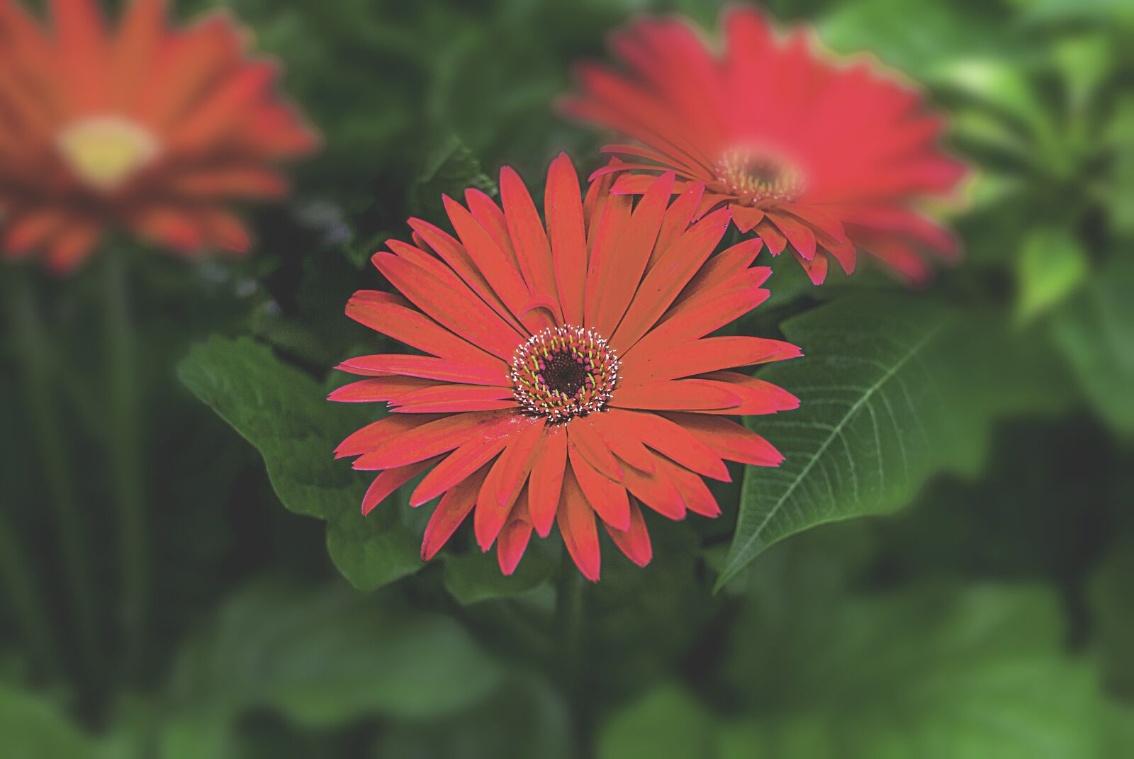 Nikon D60 sample photo. Flower, nature, romantic photography