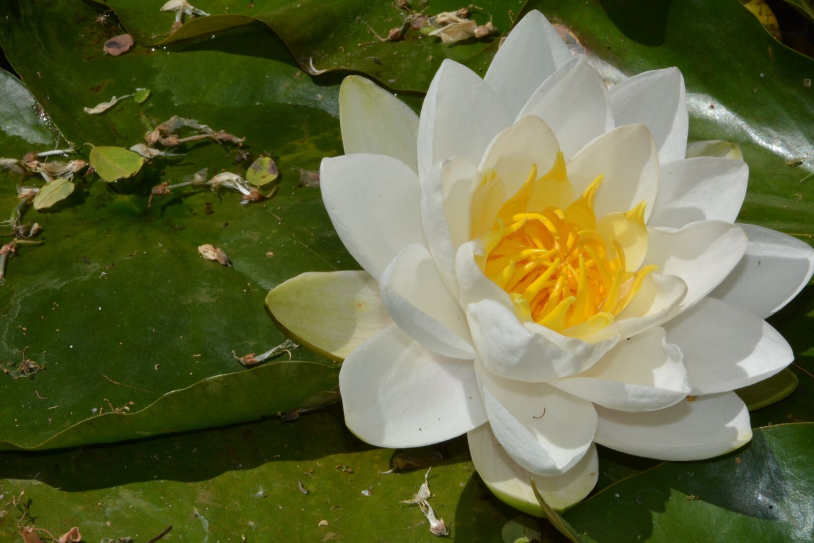Nikon D7100 sample photo. Water lily, pond, flower photography