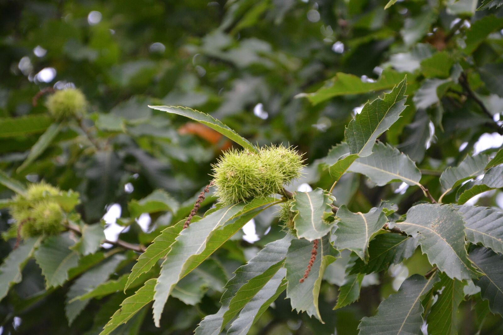 Nikon D5200 sample photo. Chestnut, bugs, spicy photography