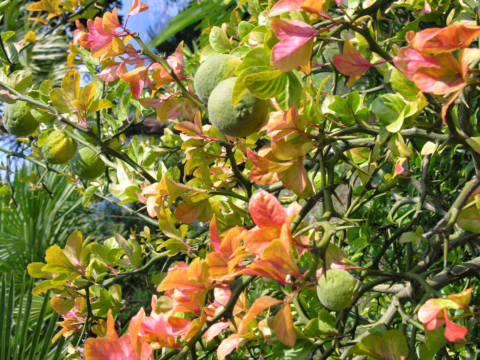 Nikon E8800 sample photo. Bitter orange, fruits, trifoliate photography