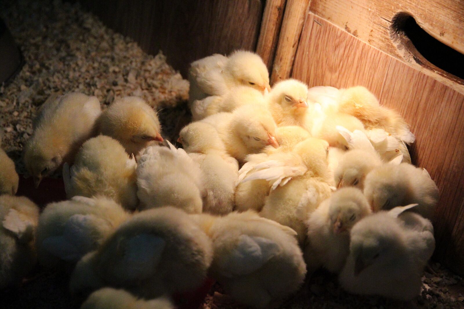 Canon EOS 650D (EOS Rebel T4i / EOS Kiss X6i) sample photo. Chickens, birds, group photography