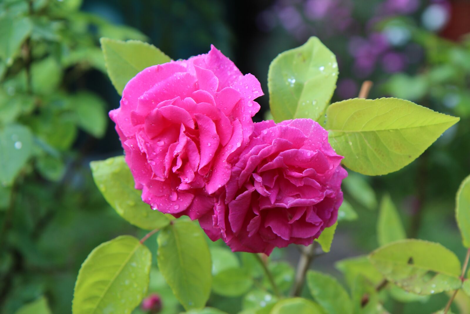 Canon EOS 600D (Rebel EOS T3i / EOS Kiss X5) sample photo. Flowering, rosier english, pink photography