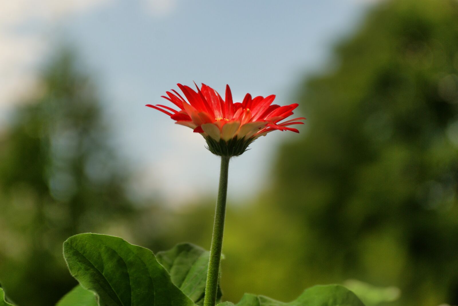 Sony Alpha DSLR-A200 sample photo. Author, skibka, photo photography