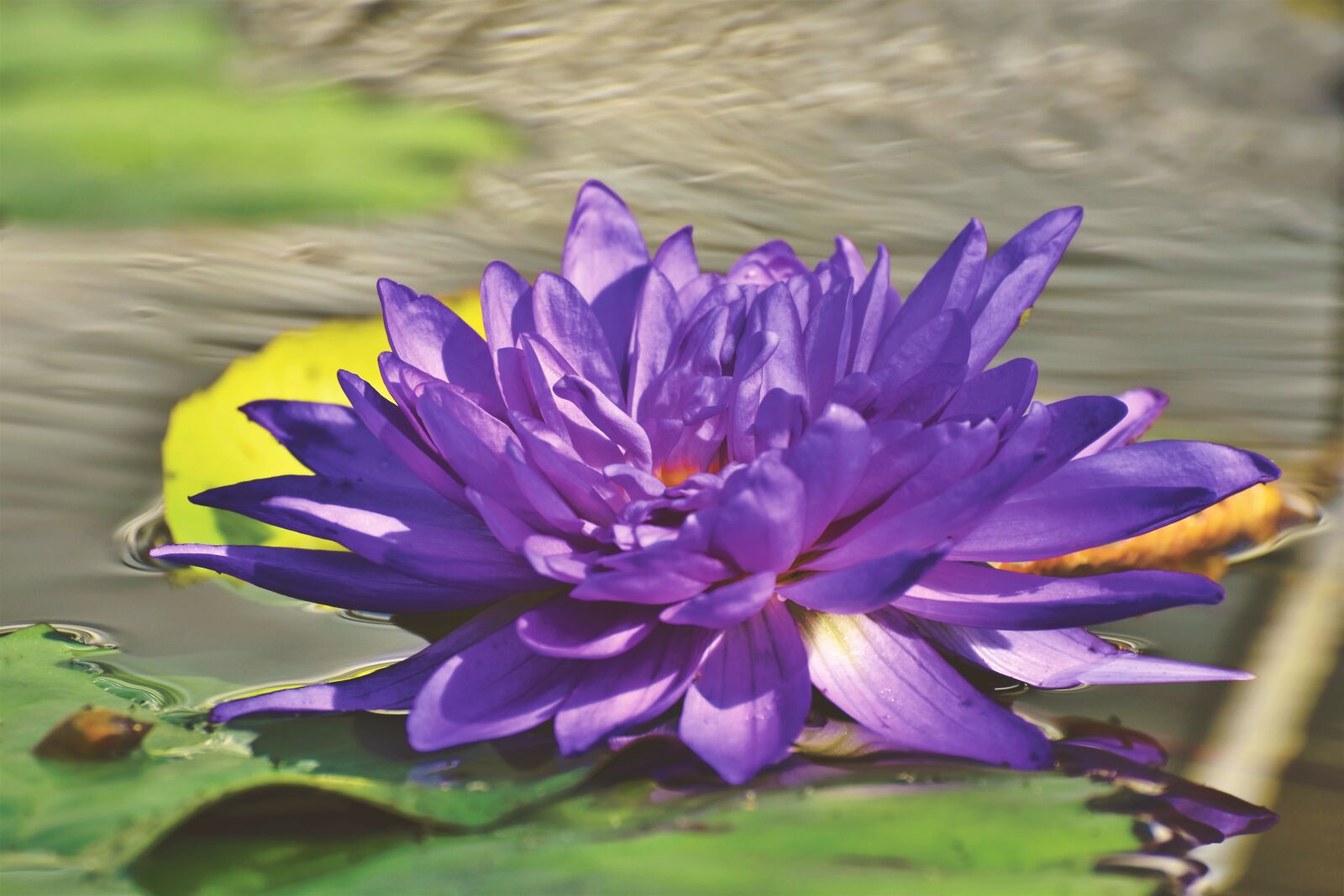 Nikon D7200 sample photo. Water lily, pond, lake photography