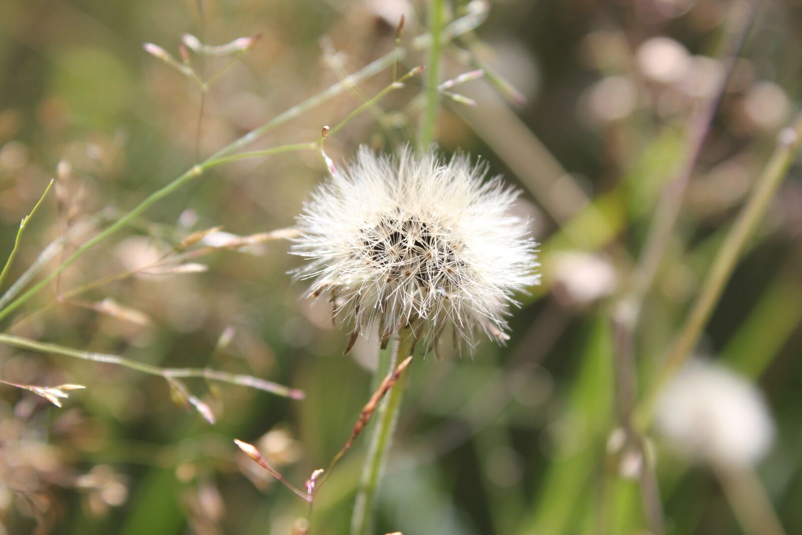 Canon EOS 550D (EOS Rebel T2i / EOS Kiss X4) sample photo. Nature, flower, meadow photography