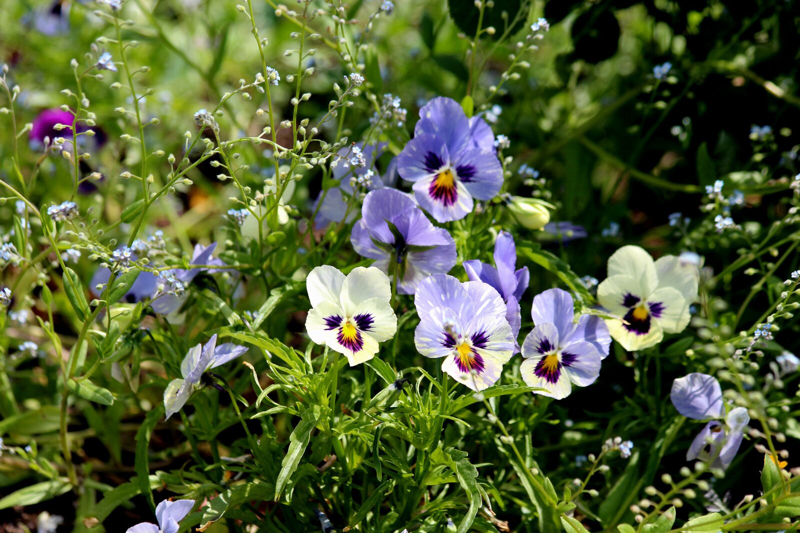 Canon EOS 650D (EOS Rebel T4i / EOS Kiss X6i) sample photo. Pansies, violet, viola tricolor photography
