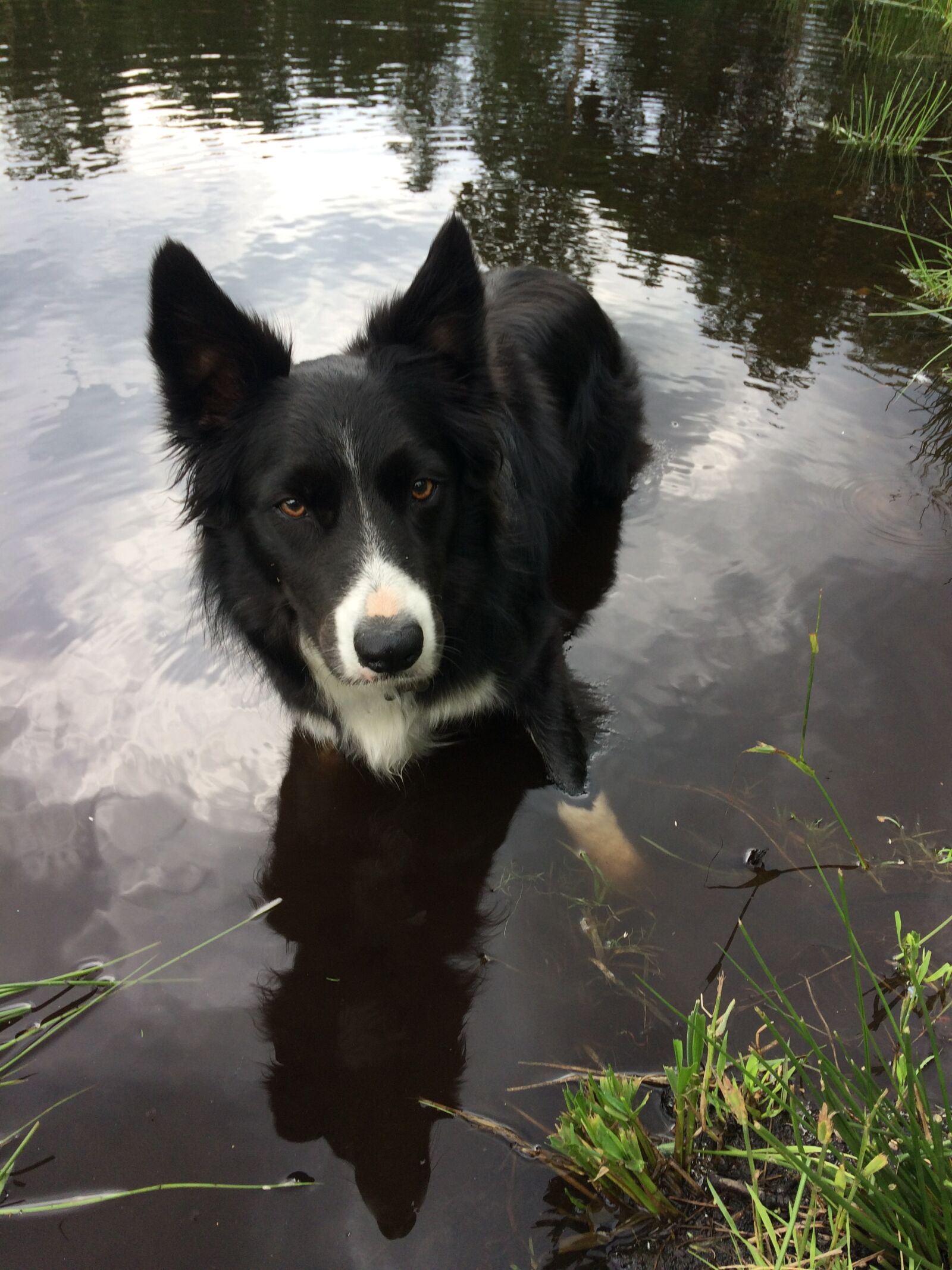 iPhone 5s back camera 4.15mm f/2.2 sample photo. Dog, border collie, pet photography