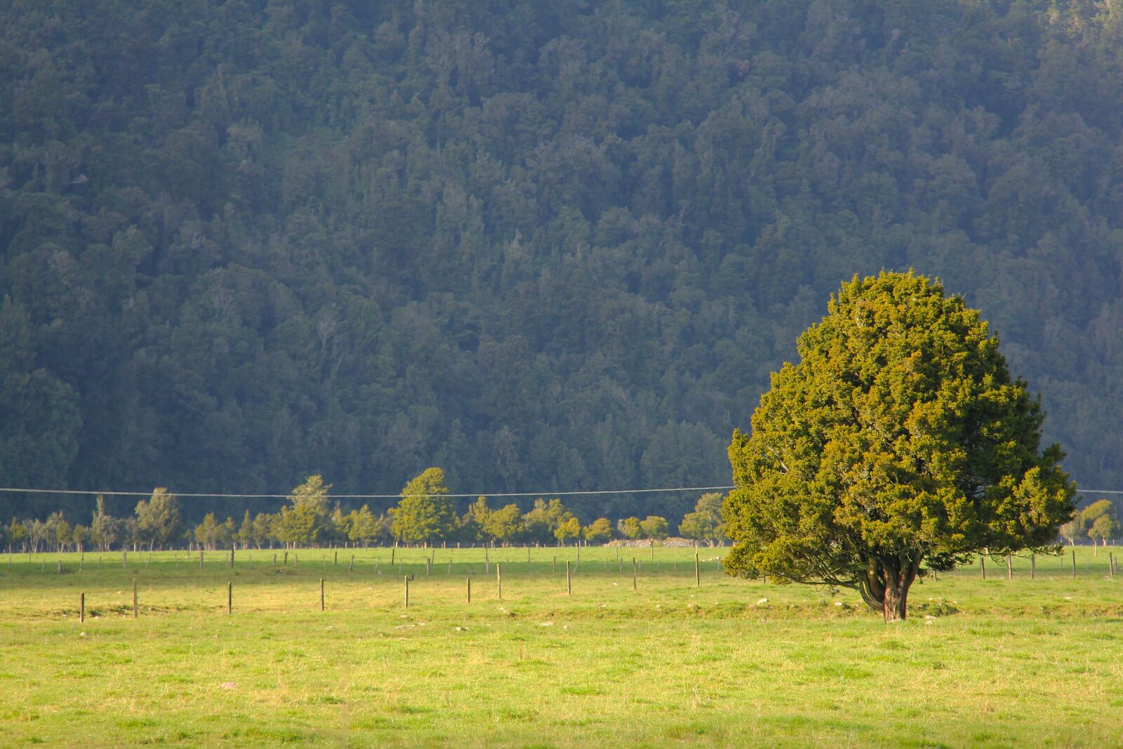 Canon EF-S 18-200mm F3.5-5.6 IS sample photo. Greenery, scenery, green photography
