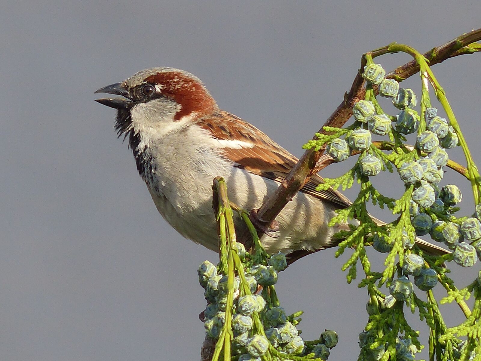 Panasonic Lumix DMC-FZ200 sample photo. Sparrow, house sparrow, bird photography