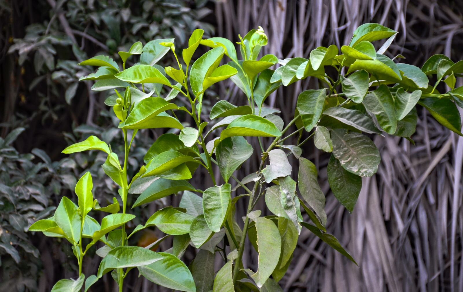 Nikon D7000 sample photo. Orange tree, garden, orange photography