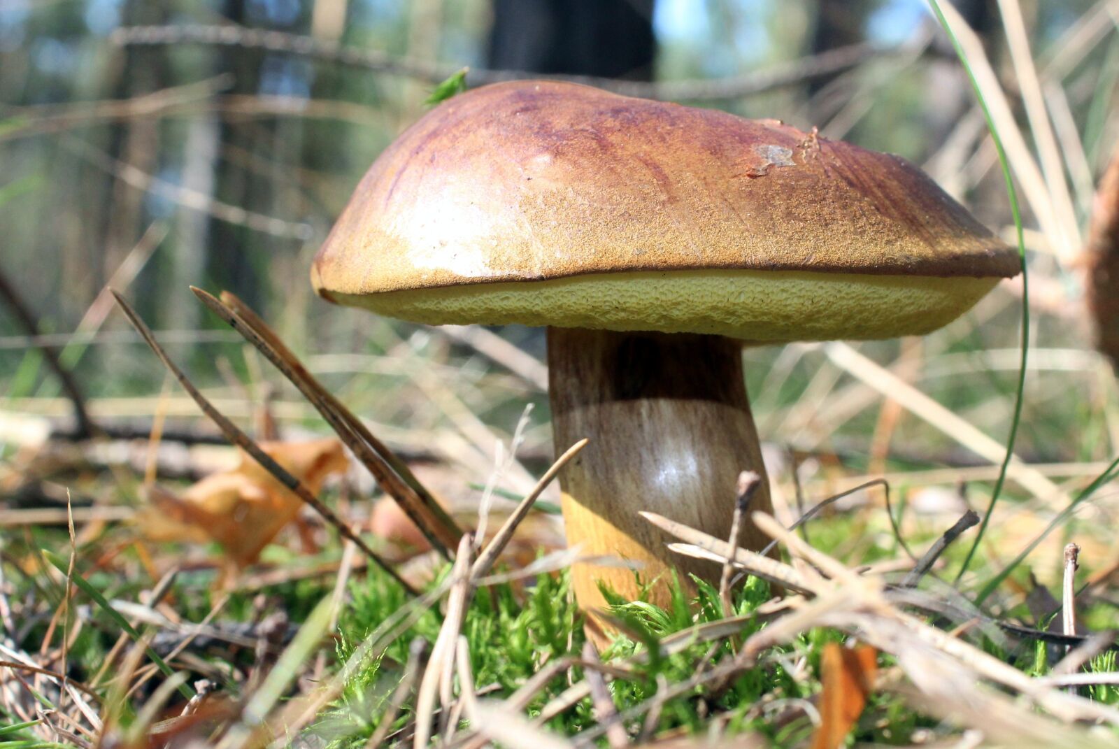 Canon EOS 1200D (EOS Rebel T5 / EOS Kiss X70 / EOS Hi) sample photo. Brown chestnut boletus, mushrooms photography