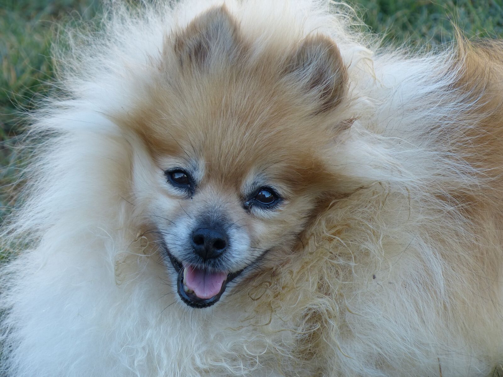 Panasonic Lumix DMC-FZ200 sample photo. Pomeranian, blonde, ginger colored photography
