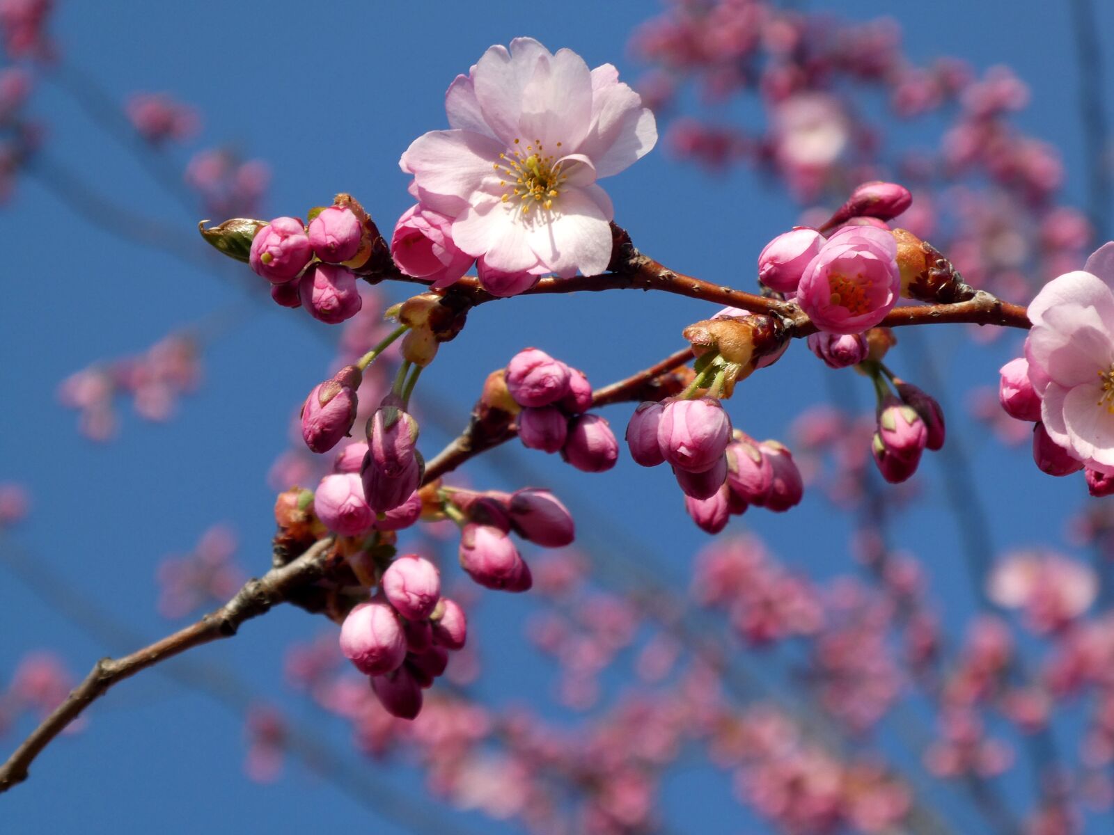 Panasonic DC-TZ91 sample photo. Japanese cherry trees, cherry photography