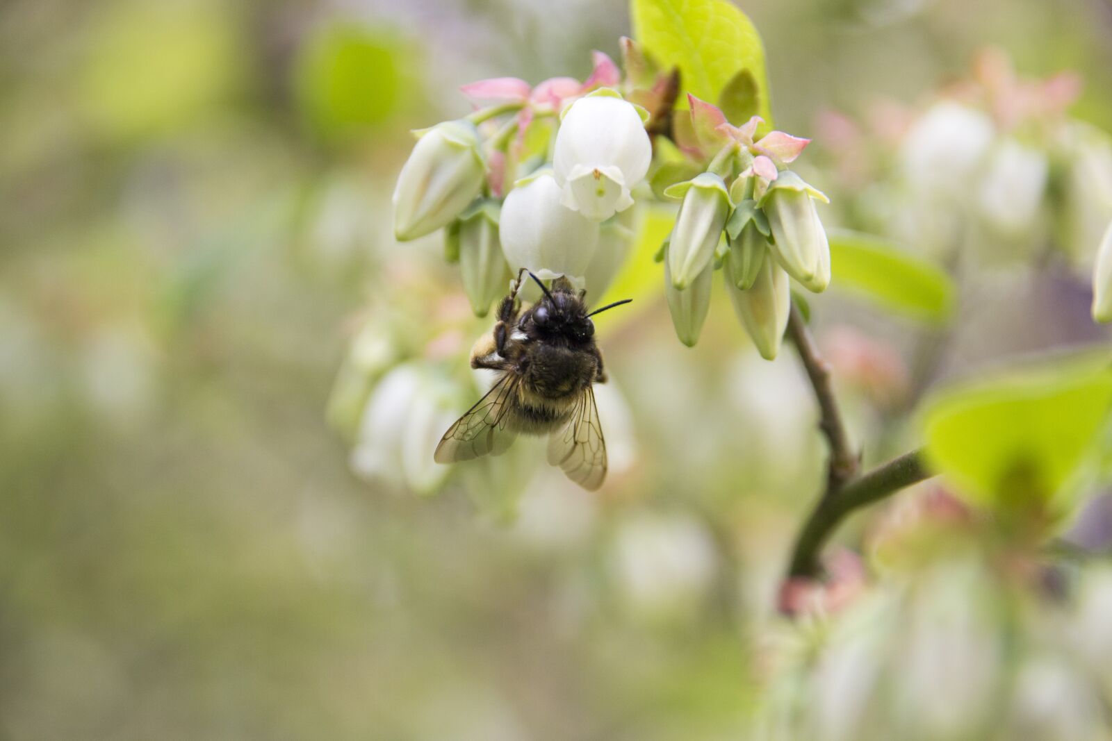 Canon EOS 600D (Rebel EOS T3i / EOS Kiss X5) sample photo. Bee, blueberry, bush photography