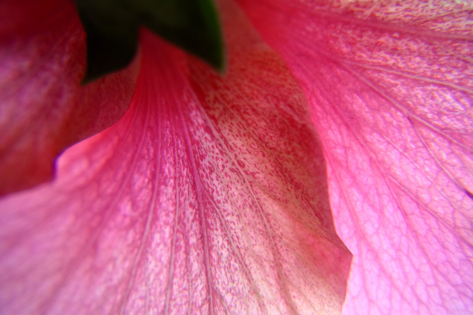 Nikon D5300 sample photo. Hibiscus, flower, pink photography