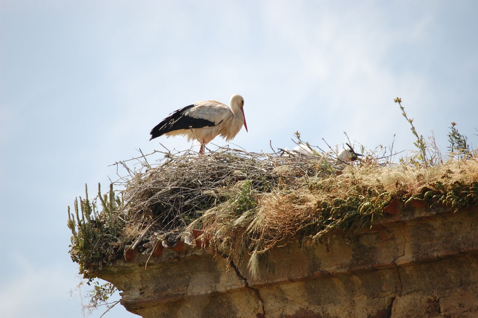 Nikon D40 sample photo. Birds, stork, nature photography