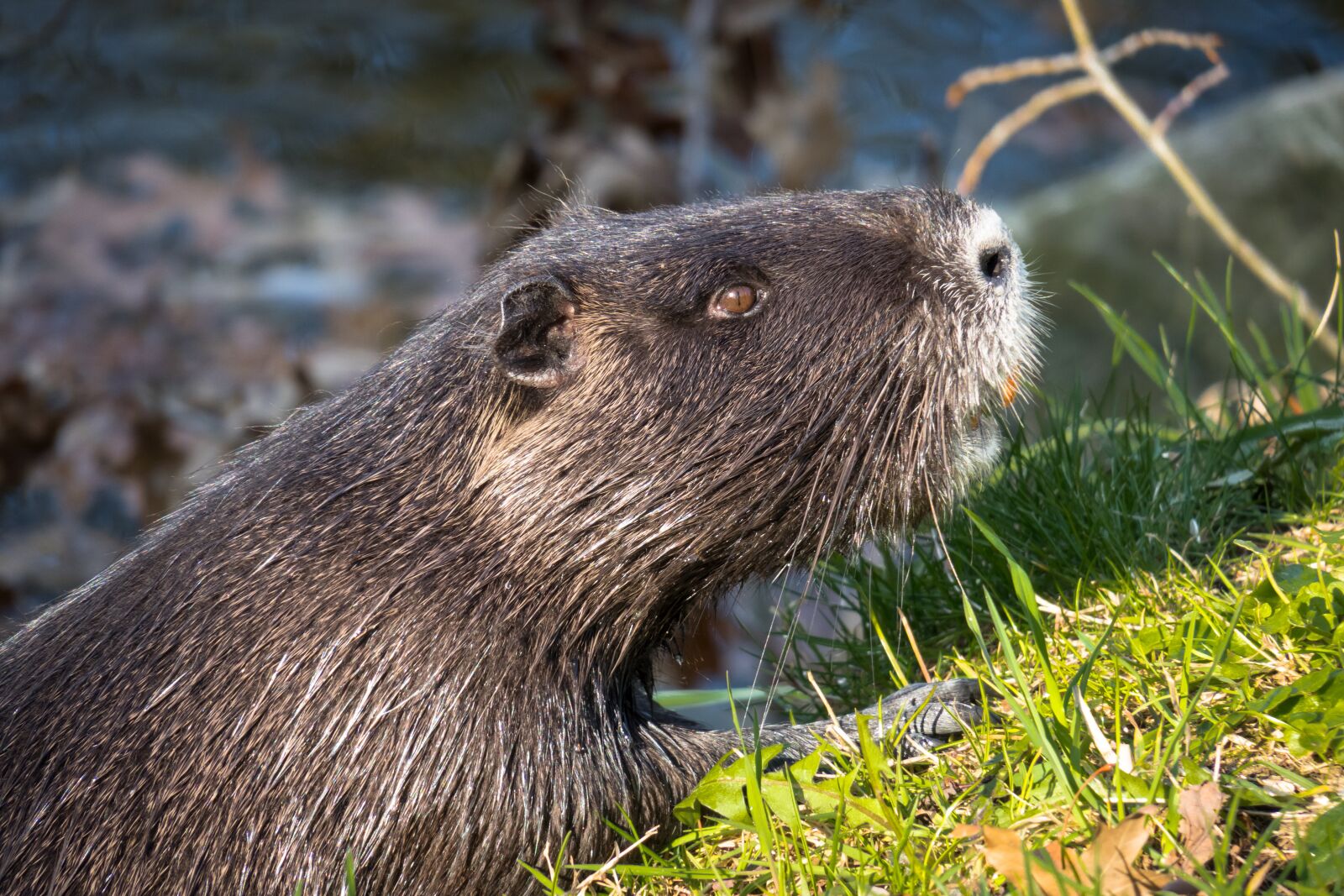 Canon PowerShot G3 X sample photo. Nutria, water rat, coypu photography