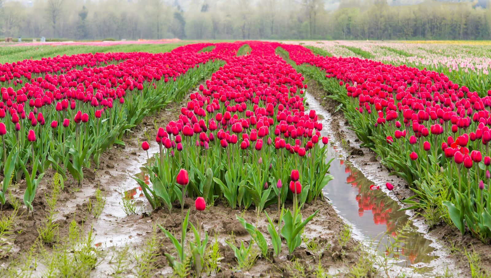 Nikon D600 sample photo. Agassiz, agassiz tulip festival photography