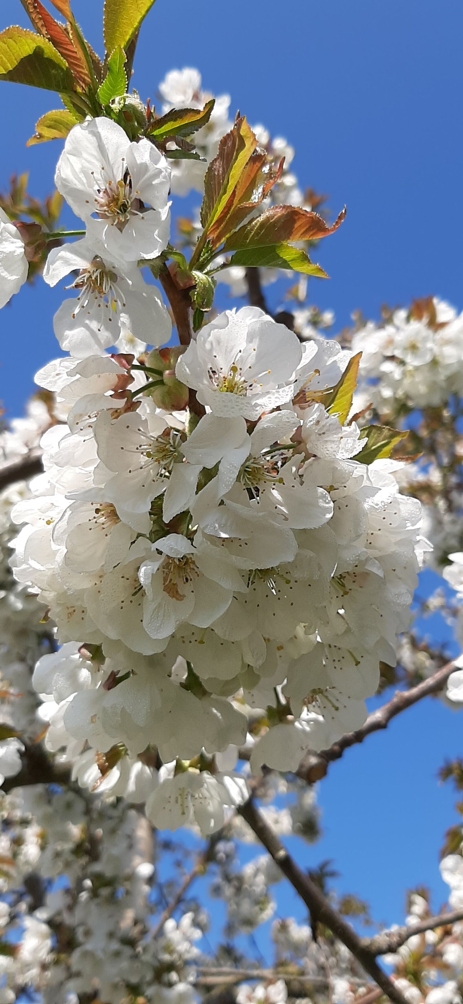Samsung Galaxy A50 sample photo. Cherry, white, spring photography