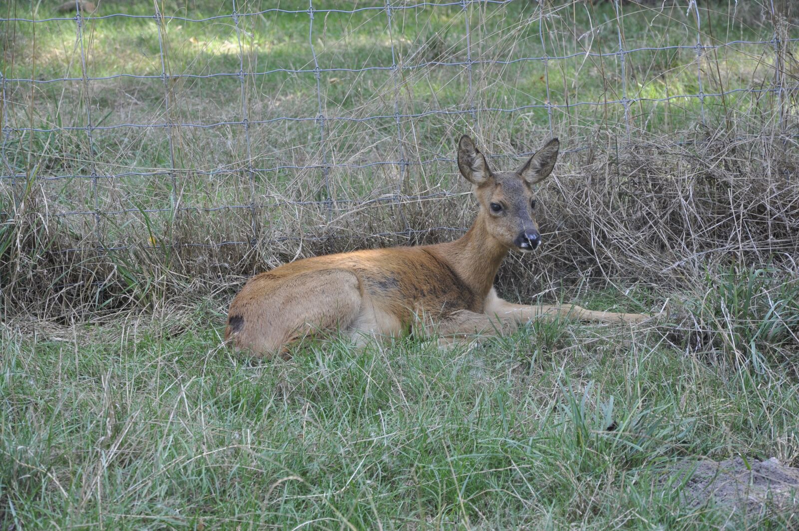 Nikon D90 sample photo. Biche, animal, forest photography