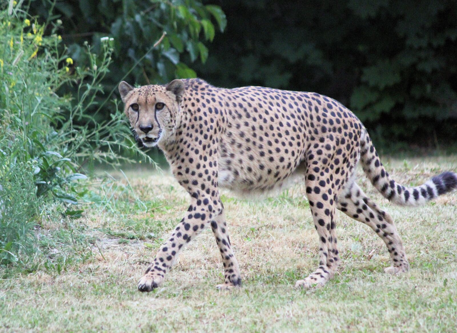 Canon EOS 550D (EOS Rebel T2i / EOS Kiss X4) sample photo. Cheetah, beast, feline photography
