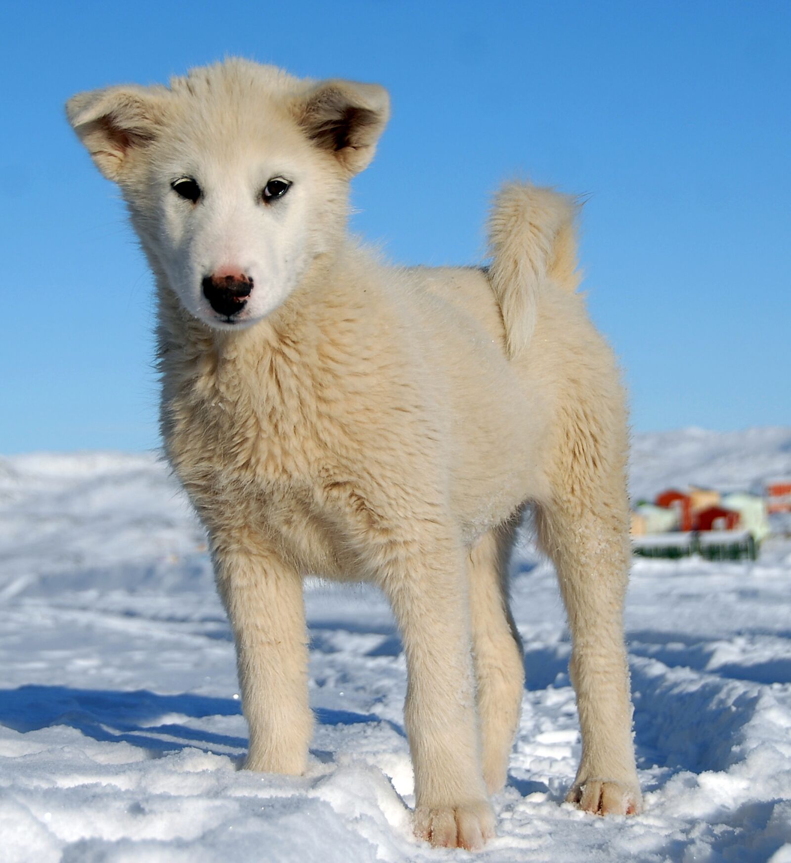 Nikon D200 sample photo. Greenland dog, dog, greenland photography