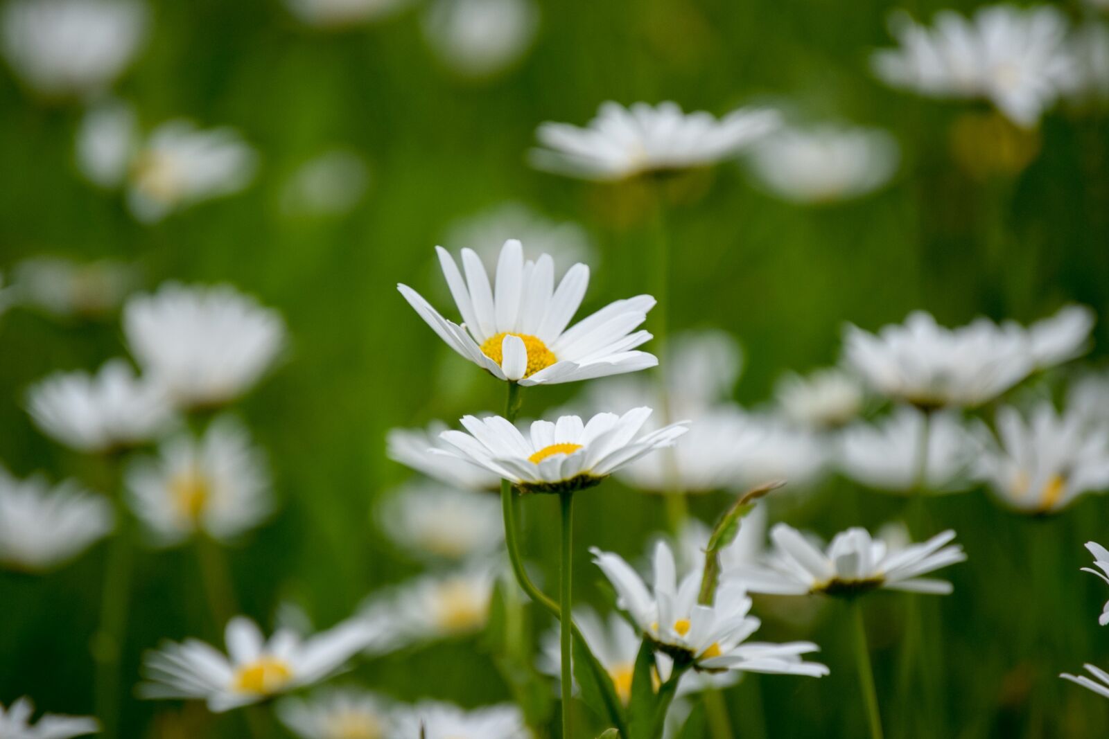 Nikon D3300 sample photo. Daisies, midsummer, bed photography