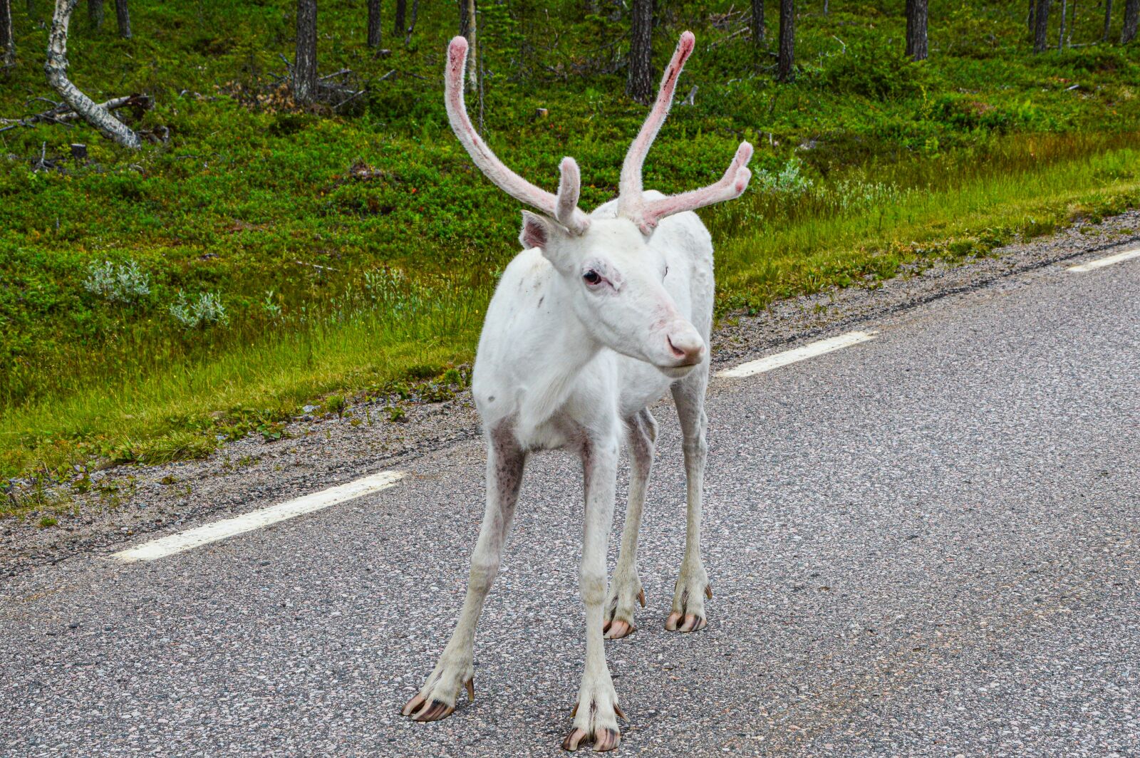 Nikon D3200 sample photo. Norway, animals, nature photography