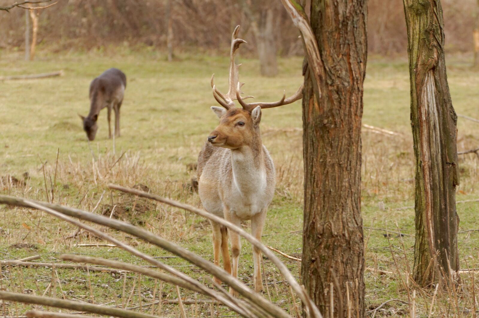 Nikon D90 sample photo. Fallow, cervidae, cuckold photography