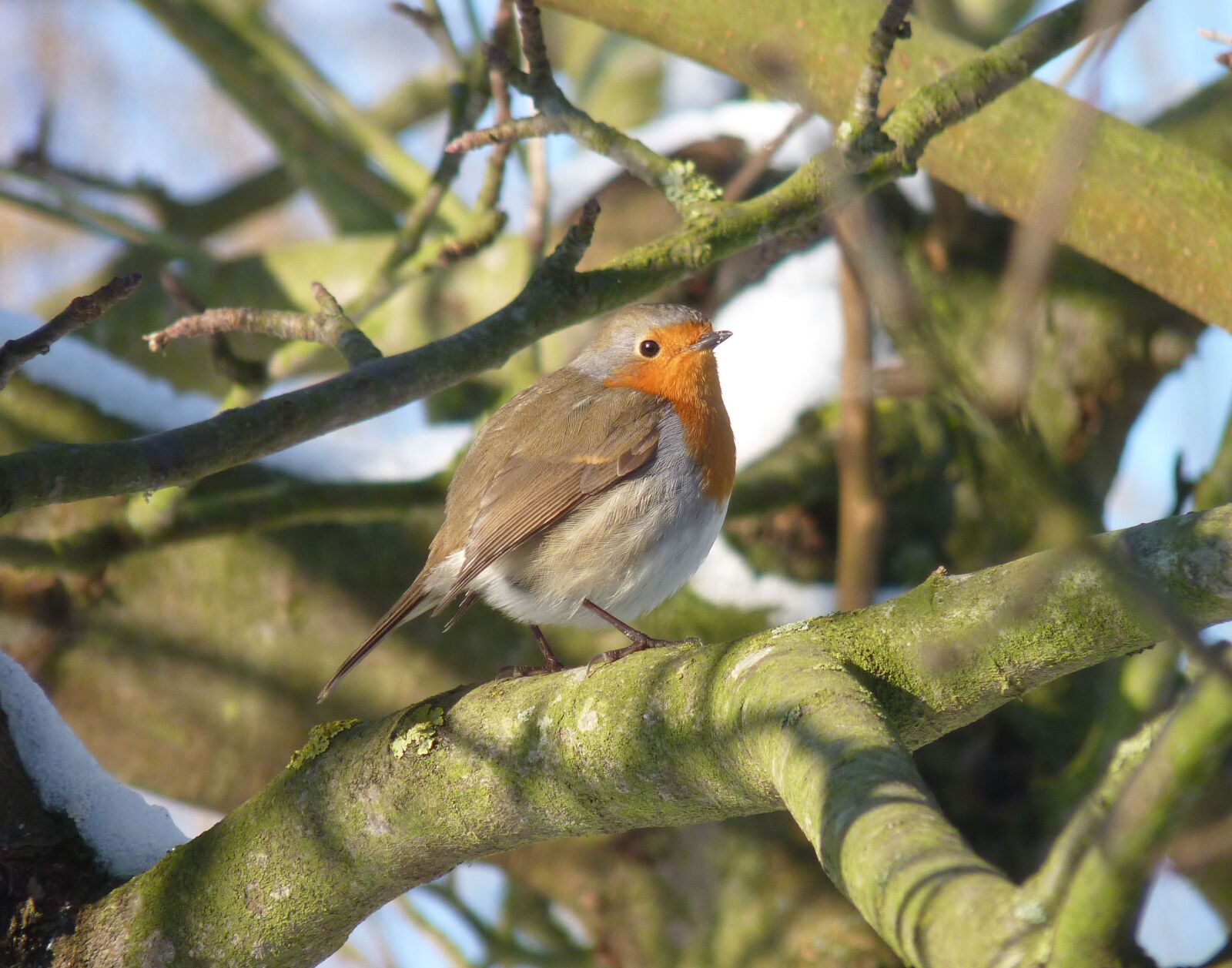 Panasonic Lumix DMC-FZ35 (Lumix DMC-FZ38) sample photo. Bird, nature, animals photography