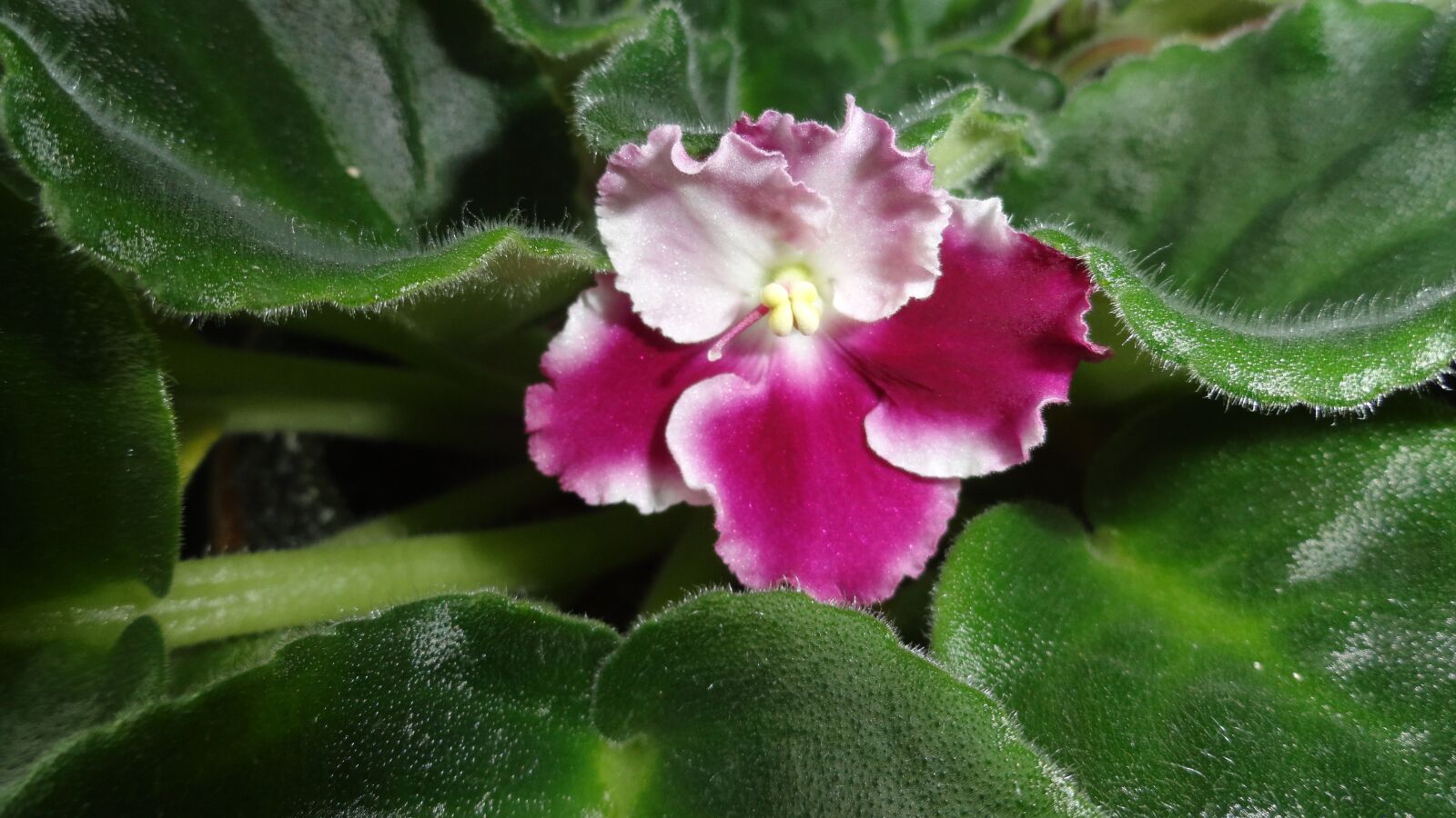 Sony Cyber-shot DSC-H70 sample photo. Flower, flower home, violet photography