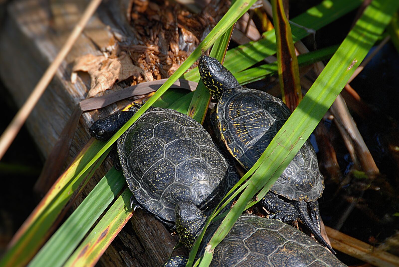 Nikon D80 sample photo. Marsh turtles, close up photography