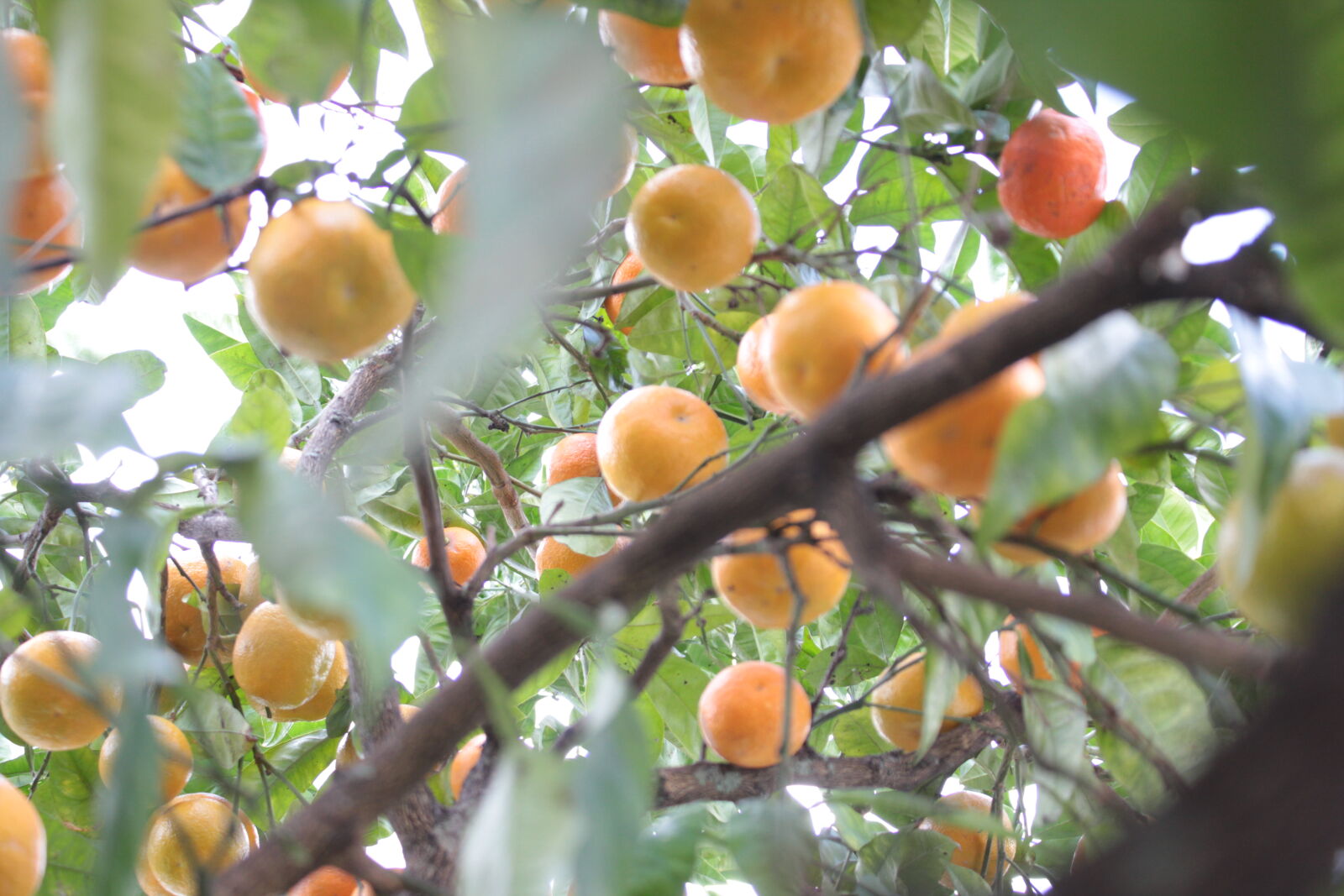 Canon EOS 550D (EOS Rebel T2i / EOS Kiss X4) sample photo. Oranges photography