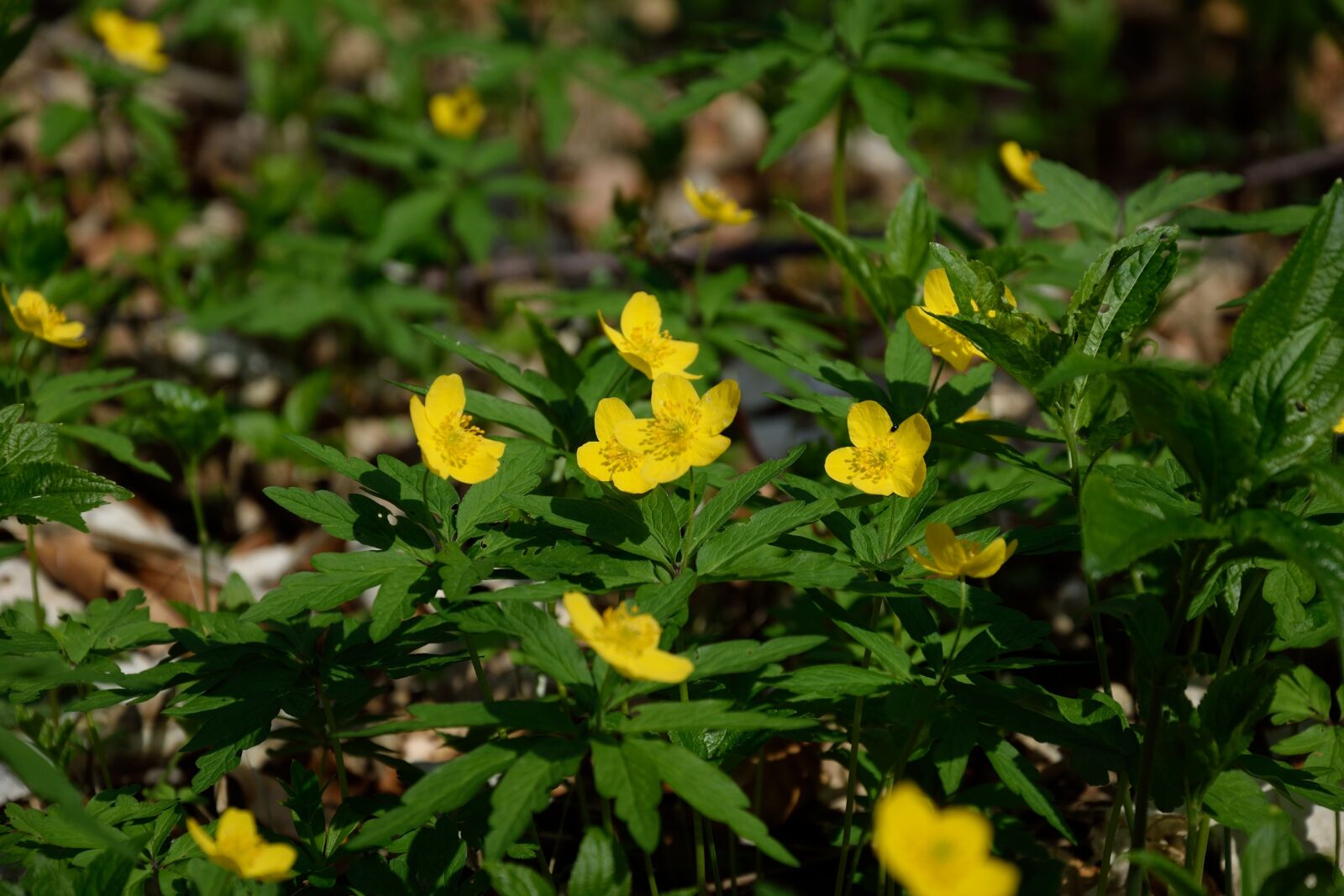 Nikon D3300 sample photo. Wood anemone, yellow, spring photography
