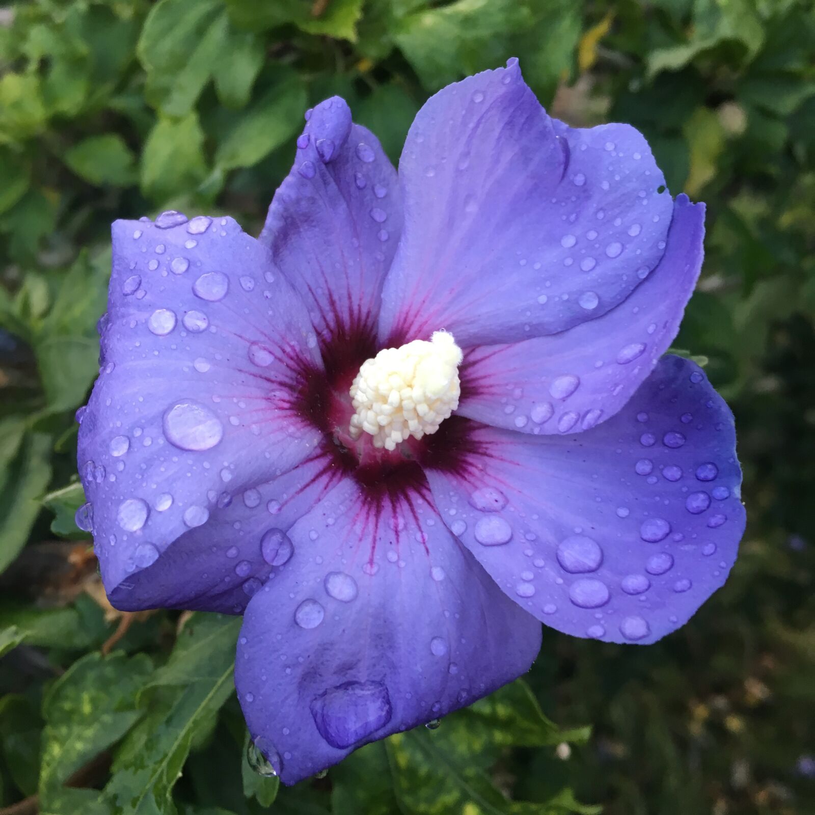 iPhone SE back camera 4.15mm f/2.2 sample photo. Purple, flower, raindrops photography