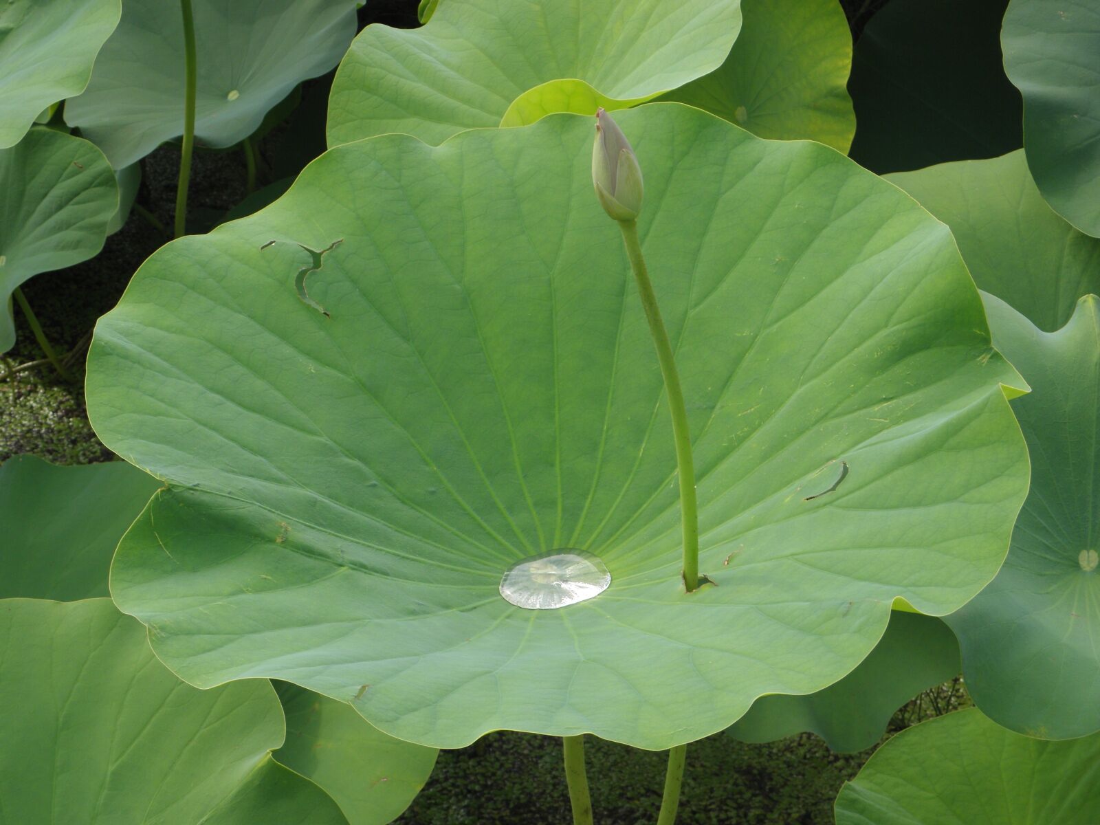 Olympus SP590UZ sample photo. Lotus flowers, pond, drops photography